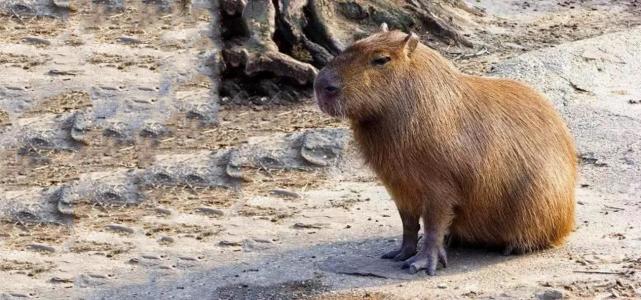 动物界的跑步天才出生1小时就能奔跑南美刺豚鼠到底有多强