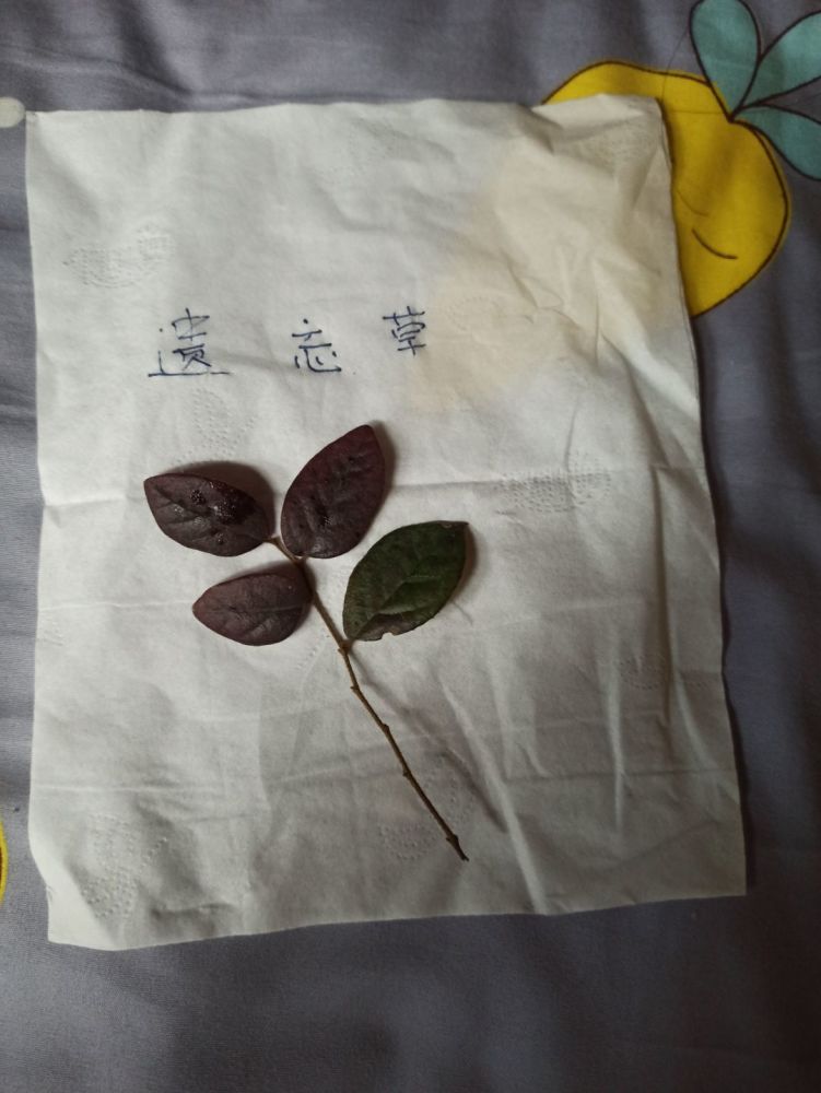 今日份快乐当你舍友在你被子下塞遗忘草请立即打死他