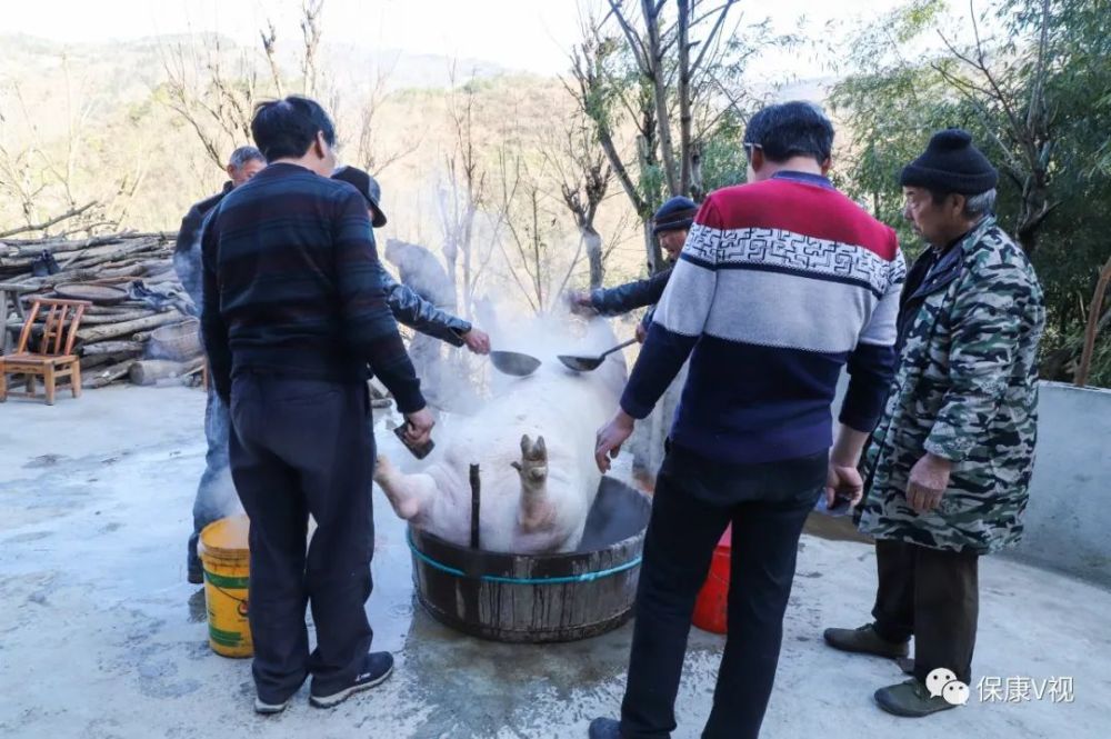 杀猪师傅出手总是"快准稳狠"杀猪放血环节既害怕又忍不住不去看的然后