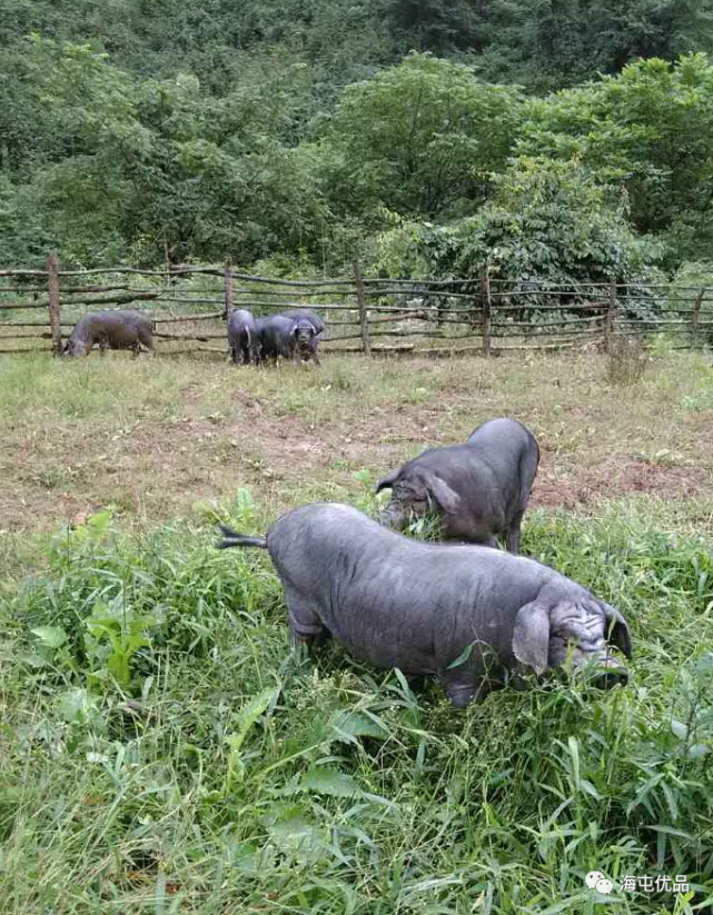 腊肉|瓦屋山|黑猪|蜀山|雅南