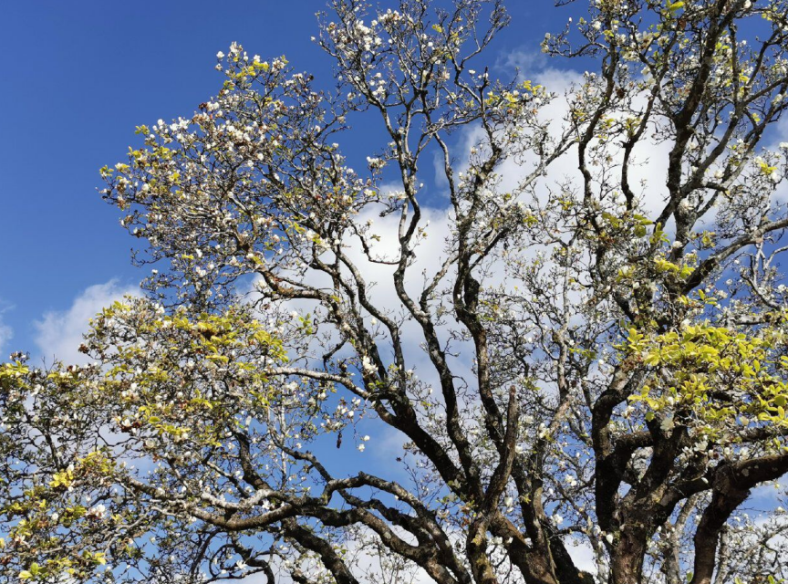云南千年古树玉兰花开簇簇拥拥现灿灿花海