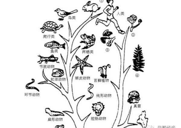 進化論誤導了整個人類 人類進化是騙局嗎?