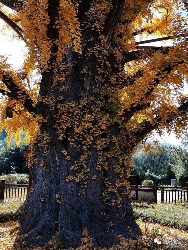 安山寺银杏树图片