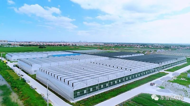 牛庄镇全面推进乡村振兴战略落地开花