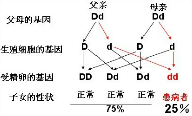 如果父親與母親的雙眼皮基因組合都是aa,後代從父母那各遺傳到一半