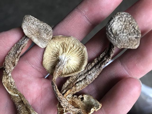 鹿茸菇的学名叫做"荷叶离褶伞",单从外形上看,鹿茸菇其实一点都不起眼