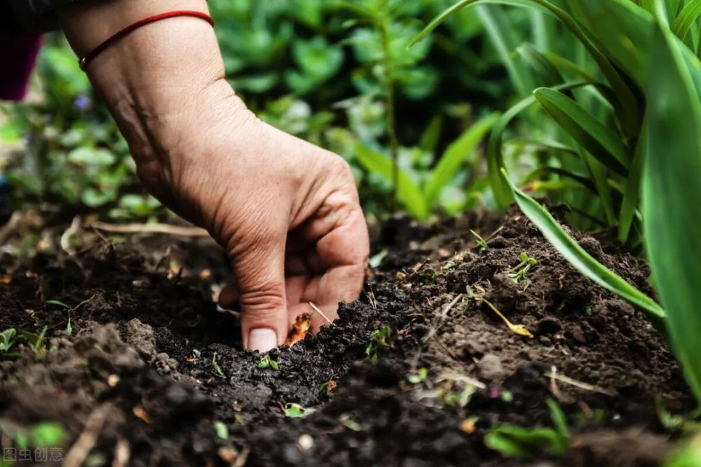 土壤在更多的时候,发生种植障碍就像我们人类感冒是一个道理,吃药固然