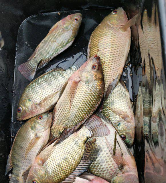 继贵州之后,广西河道罗非鱼也成群冻死,罗非鱼真要灭绝了?_腾讯新闻