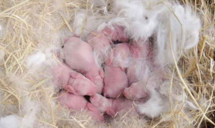 为什么刚出生的小兔子很多都还没来得及睁眼就被兔妈妈咬死