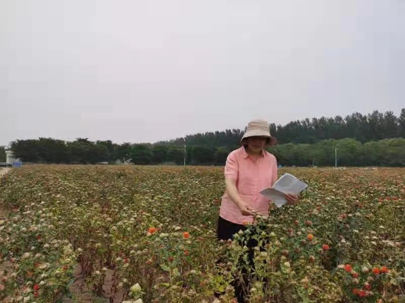 药田里的躬耕与守望记河南省农业科学院梁慧珍研究员