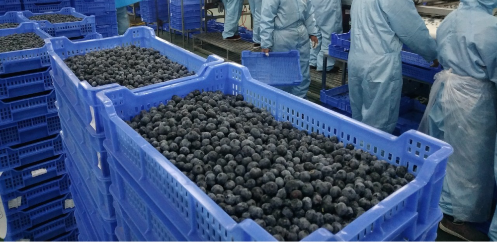 疫情之下怎么吃蓝莓更健康