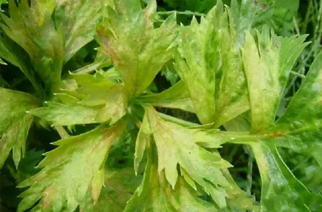 芹菜叶子黄了是缺啥肥料芹菜叶子黄了是啥原因芹菜叶子发黄打什么叶面