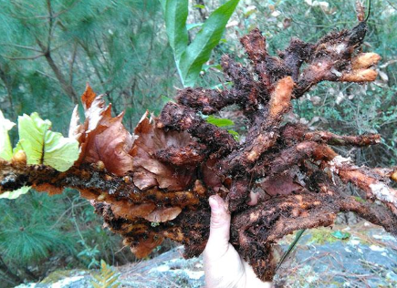 崖姜也叫骨碎补到底有何价值遇到了别铲除可能对你有用