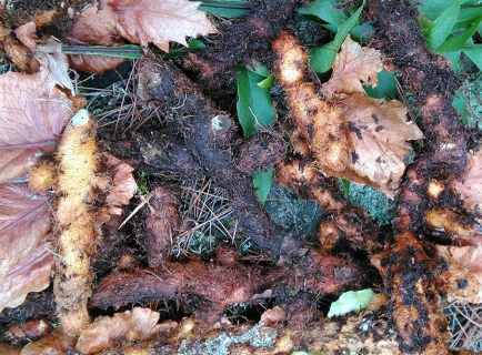 崖姜也叫"骨碎补",到底有何价值?遇到了别铲除,可能对你有用_腾讯新闻