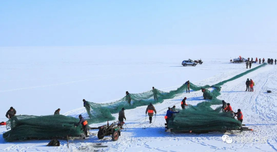 踏雪寻鱼新疆福海乌伦古湖等你来