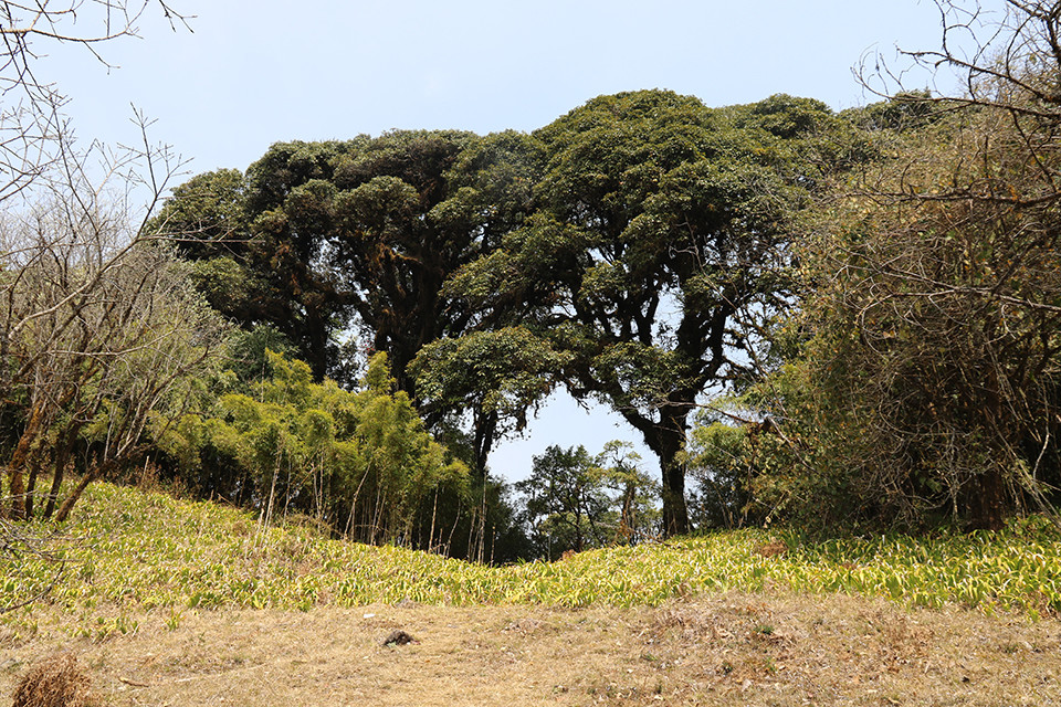 龙陵小黑山保护区成为新晋"网红"_腾讯新闻