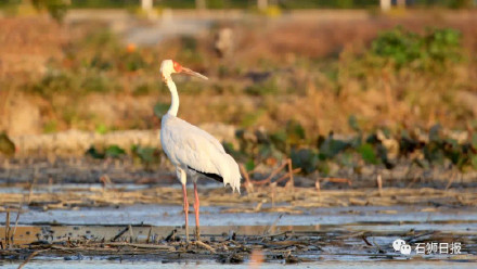 小仙鹤们出现在石狮湿地公园啦打破了鹤不入闽的历史