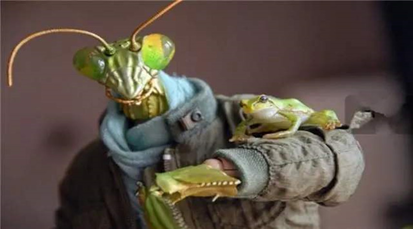 昆仑山真的存在攻击力惊人的"螳螂人"吗,专家是如何解释的