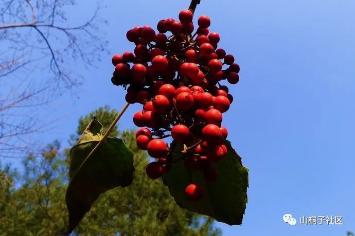 红高粱树—原来那是一棵山桐子树!