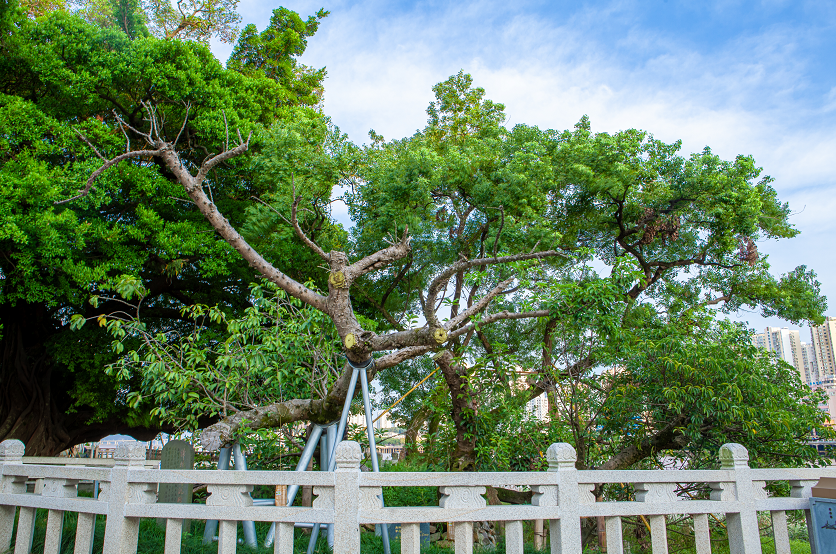 我们就来聊一聊孤屿上这棵千年樟抱榕!