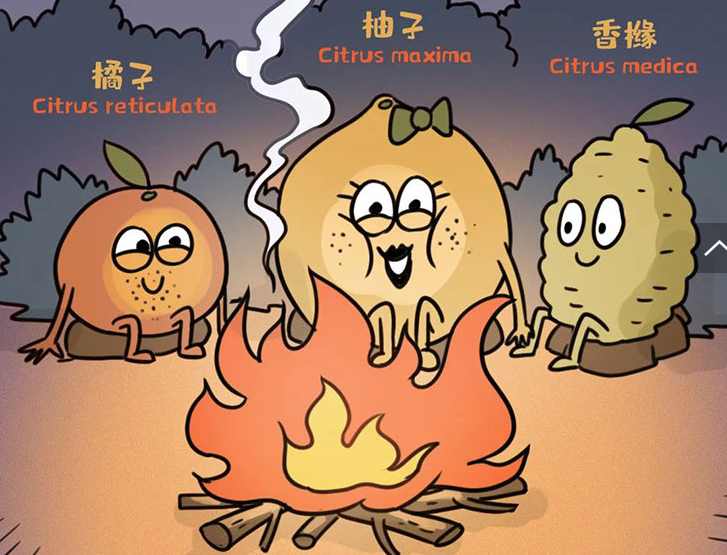橘子,柚子,香橼分别是分化出三大"元老"因为环境不同柑橘家族几百万年