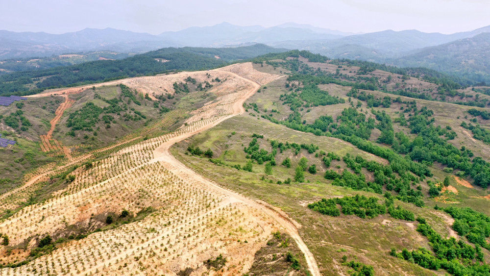 2020年以来,南阳市卧龙区以"山区森林化,平原林网化,城市园林化,乡村