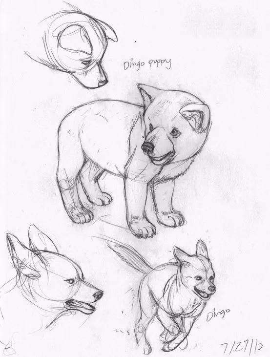 校尉网校送你动物速写大全,快拿去临摹吧_腾讯新闻