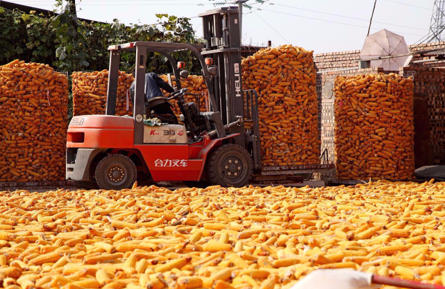 涨疯了玉米大涨230元籼稻涨破15元后市风险加剧