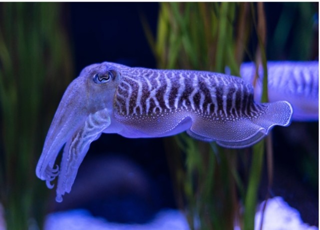 乌贼的变色绝技举世闻名但他们变色除了隐藏竟然还有沟通的用途