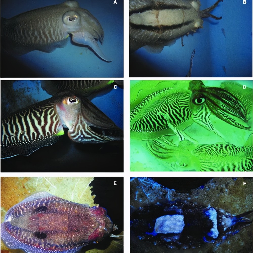 烏賊的變色絕技舉世聞名但他們變色除了隱藏竟然還有溝通的用途