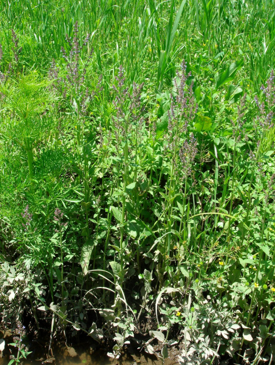 野生荔枝草整体外观