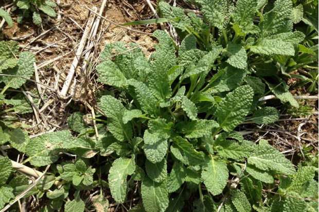 荒野维生野菜系列荔枝草