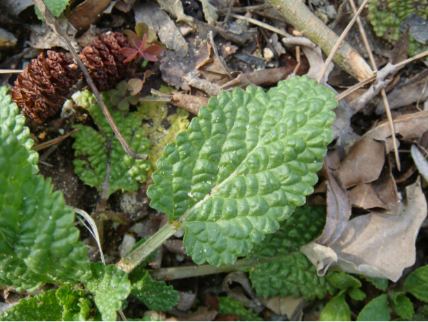 荒野维生野菜系列荔枝草