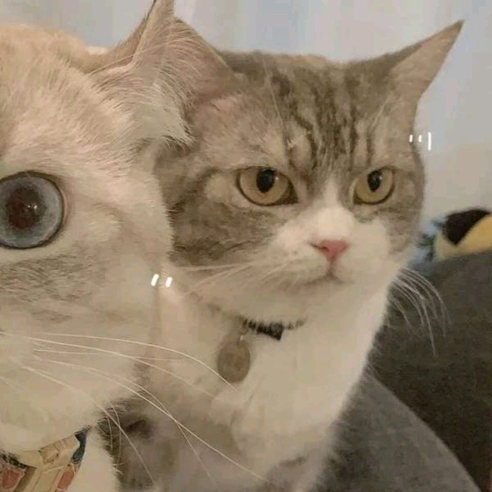 情头猫咪可爱风情头