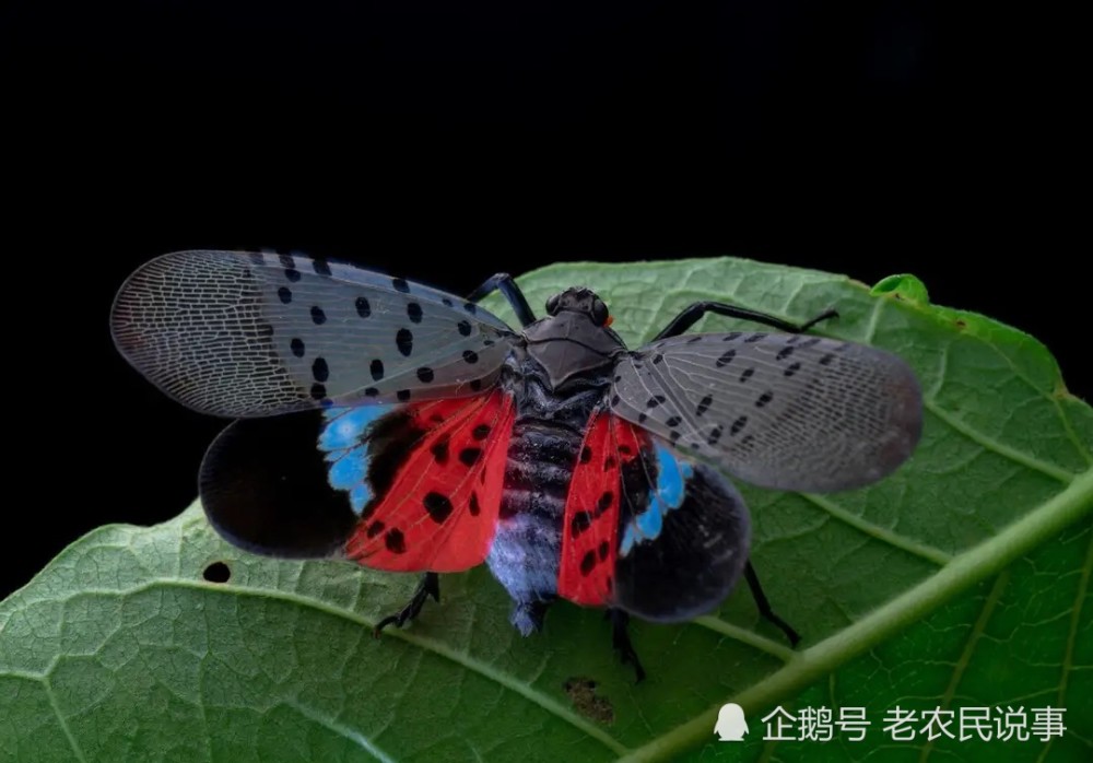 花大姐学名图片