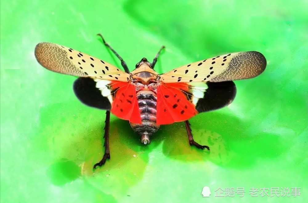 俗称"花大姐",虫界美娇娘,农村孩子当零食,却不知是大害虫
