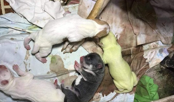 菲律宾狗妈诞下绿色宝宝?你发现没,哺乳动物鲜有绿色的