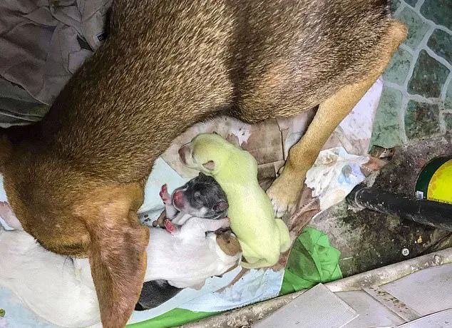 菲律宾狗妈诞下绿色宝宝?你发现没,哺乳动物鲜有绿色的