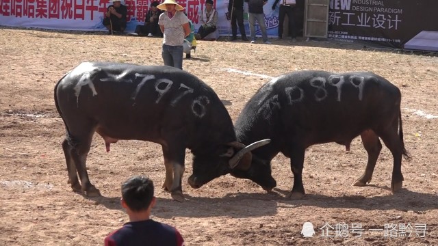 凯里白午东方斗牛城a组比赛