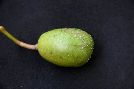 据说现在的温悖树也被用作于果树嫁接中间的这个砧木,对于它果实的