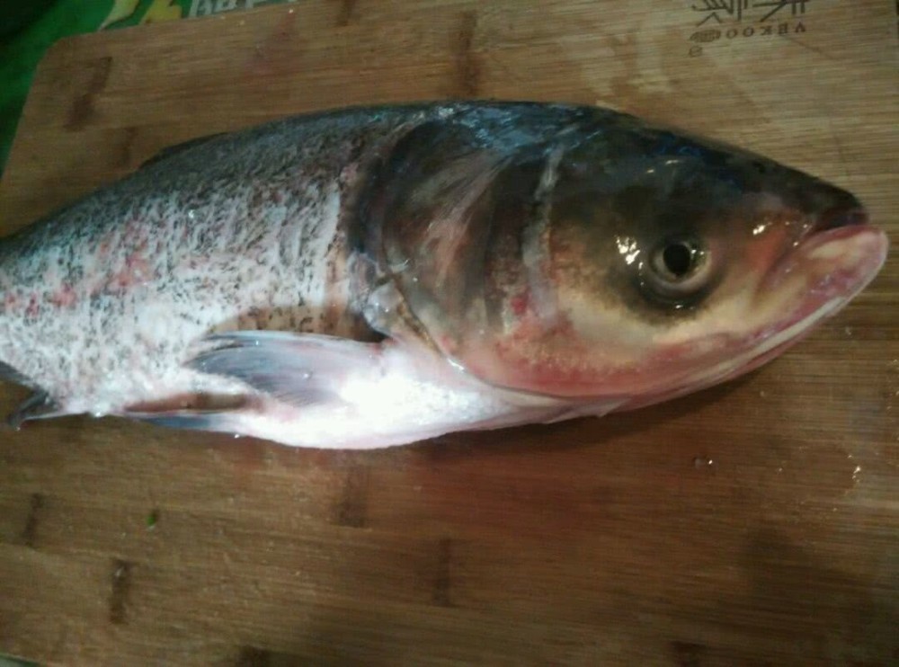 別以為所有的鰱魚都是胖頭魚只有符合這些特徵才能叫胖頭魚