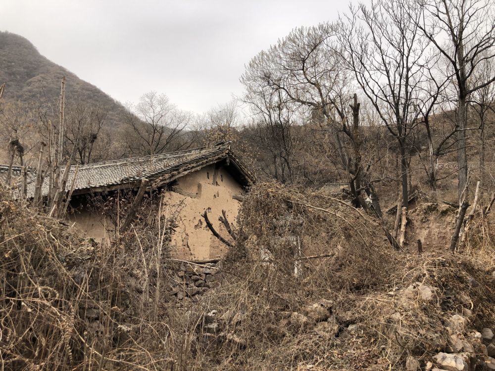 辛丑牛|2021年是寡年，老话说：“寡年不见春，人民留一半”，啥意思