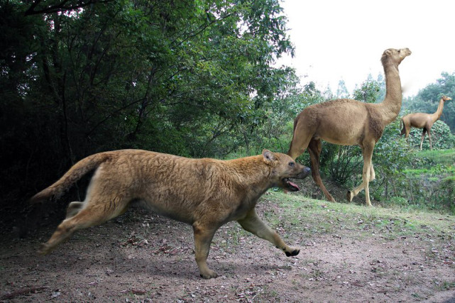 犬科動物史上出現過頂尖的猛獸能挑贏現代貓科嗎