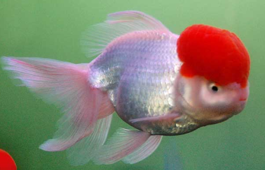 心理学 哪条金鱼最值钱 测出你是不是越老越有钱花 心理学 财运 有钱花