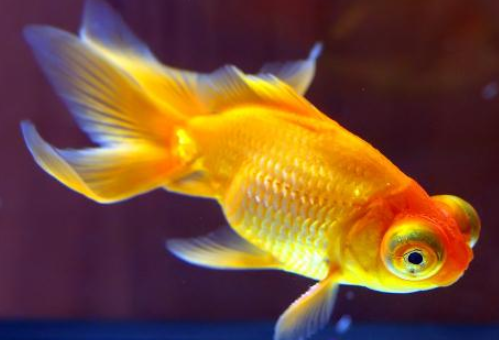 心理学 哪条金鱼最值钱 测出你是不是越老越有钱花 心理学 财运 有钱花