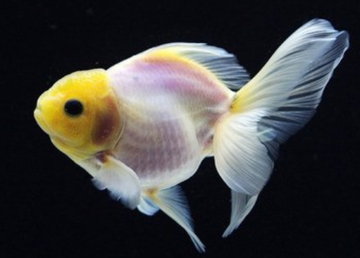 心理学 哪条金鱼最值钱 测出你是不是越老越有钱花 心理学 财运 有钱花