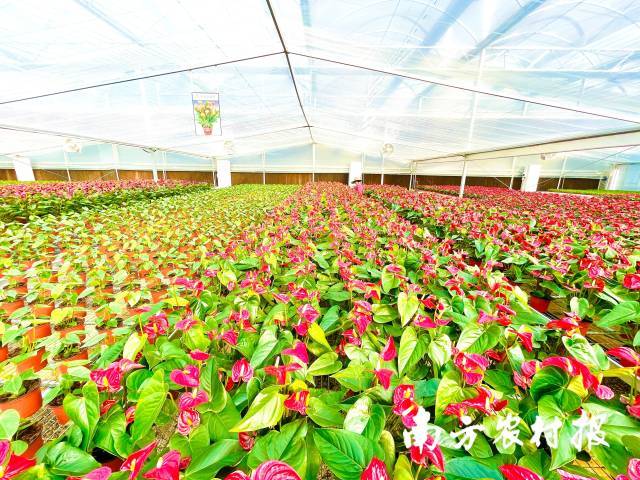 广州从化花卉逆势走俏日销6万盆