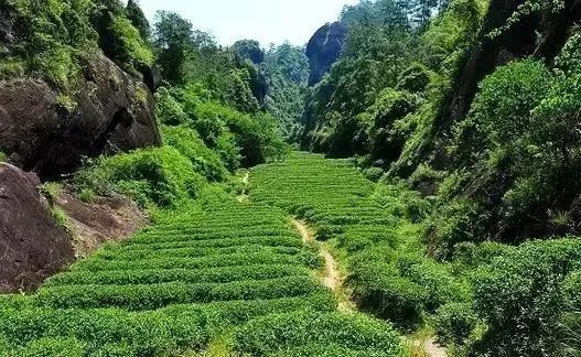 武夷山的茶樹來源於哪兒