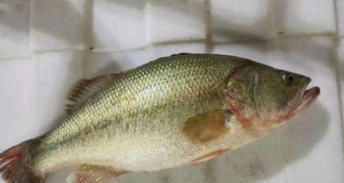 冬季专属的低温寄生虫病 斜管虫 它的危害怎么样 腾讯新闻