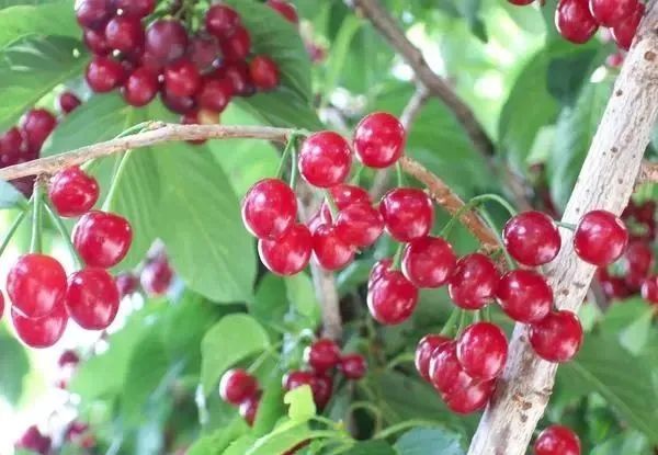 教你如何自制独特的樱花果酒